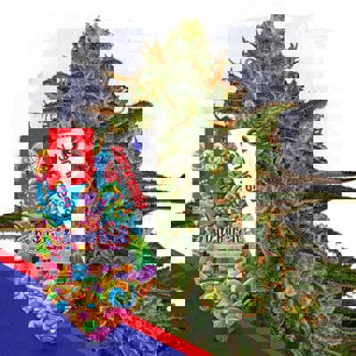 Dutch Treat Autoflower