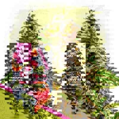 Forbidden Fruit Autoflower