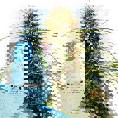 Frosted Guava Autoflower