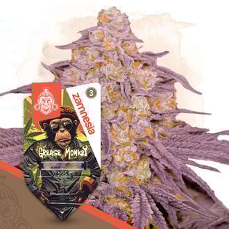 grease-monkey-autoflower-image