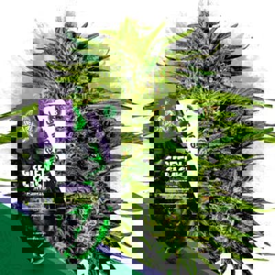 Green Crack F1 Autoflower