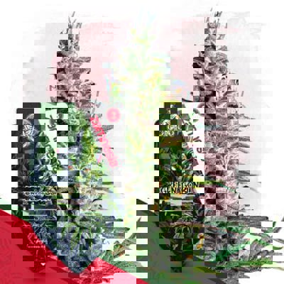 Green Goblin Autoflower