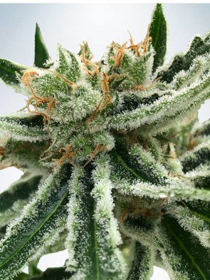 mandarin-haze-feminized-image