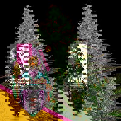 King Louis Autoflower