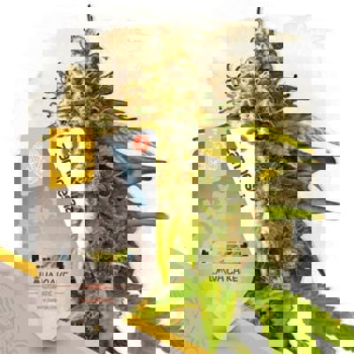 Lava Cake Autoflower