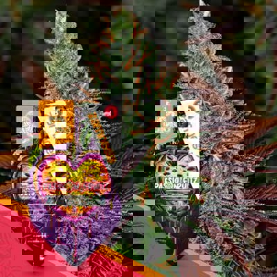 Passion Fruitz Autoflower