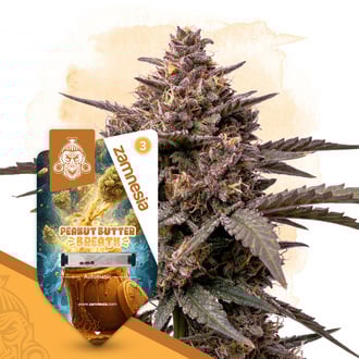 peanut-butter-breath-autoflower-image