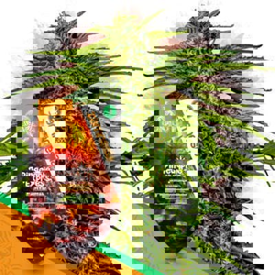 Pineapple Express F1 Autoflower