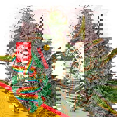 Rainbow Belts Autoflower