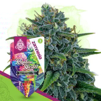 rainbow-sherbet-autoflower-image