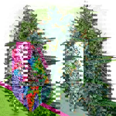 Rainbow Sherbet Autoflower