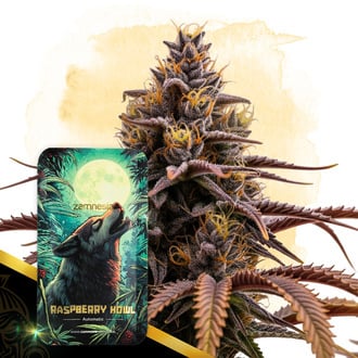 raspberry-howl-autoflower-image