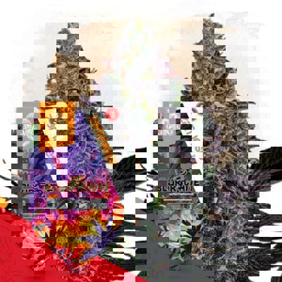 Slurricane Autoflower