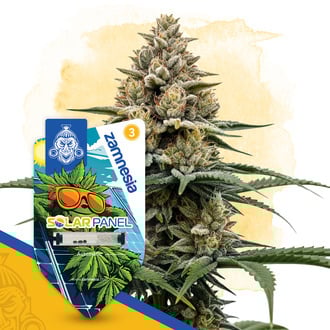 solar-panel-autoflower-image