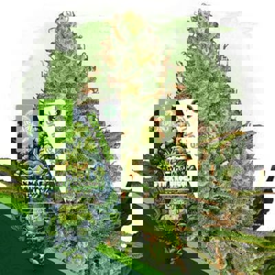 Sticky Broccoli Autoflower