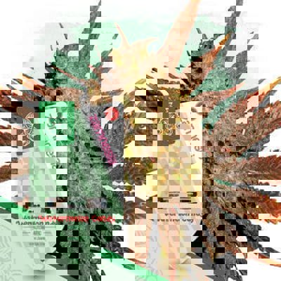 Watermelon Candy Autoflower