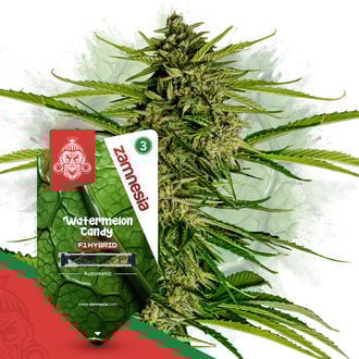 watermelon-candy-f1-autoflower-image