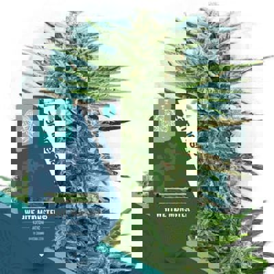 White Monster Autoflower