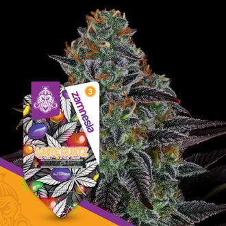 white-runtz-autoflower-image