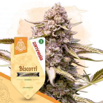 biscotti-autoflower-image