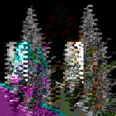 Black Diamond Autoflower