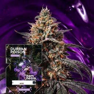 durban-poison-image
