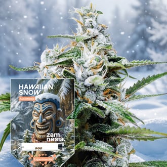 hawaiian-snow-autoflower-image