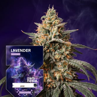 lavender-autoflower-image