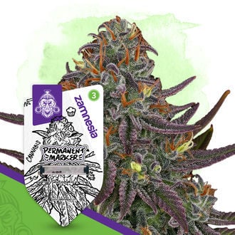 permanent-marker-autoflower-image