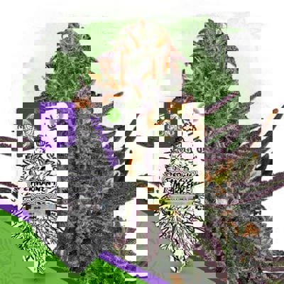 Permanent Marker Autoflower