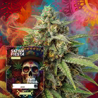 sativa-fiesta-image
