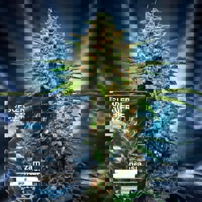 Super Silver Haze Autoflower