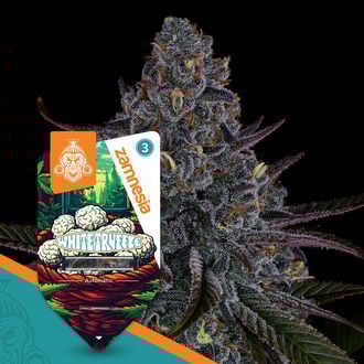 white-truffle-autoflower-image