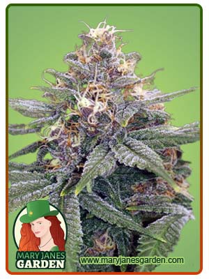 3 Kings Autoflowering