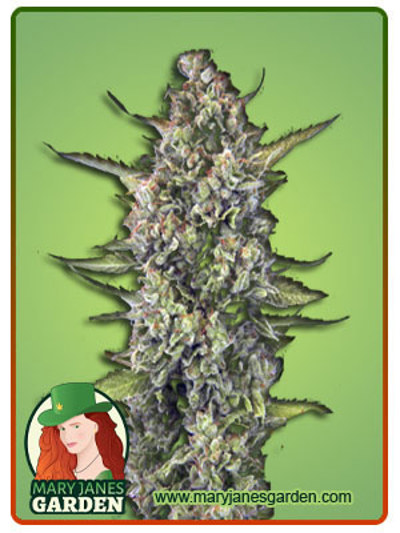 Acapulco Gold