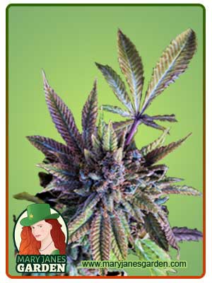 Acapulco Gold Autoflowering