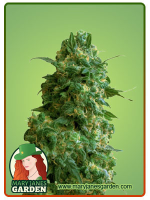 Afghan Chocolope Fem Fast Version