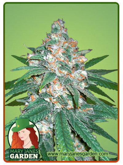Afghani Regular