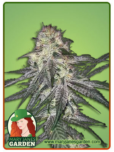 Agent Orange