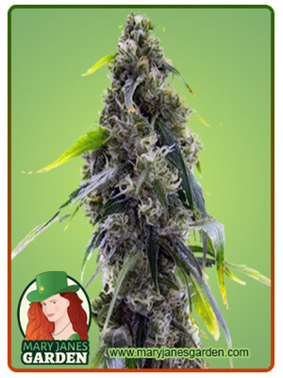 AK-47 Autoflowering