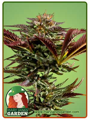 Alien OG Regular BCBD