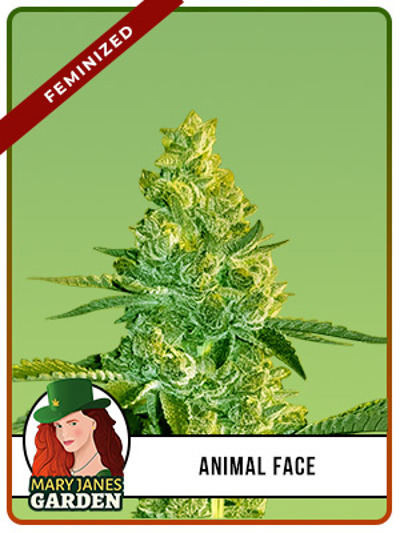 Animal Face
