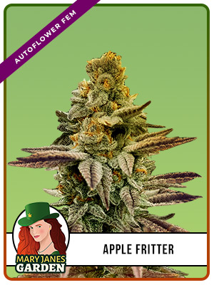 Apple Fritter Autoflowering