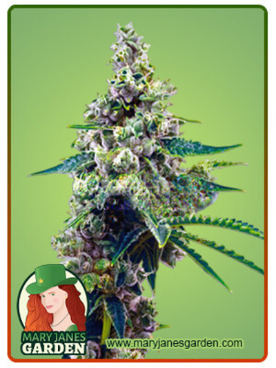 Auto CBD Blueberry