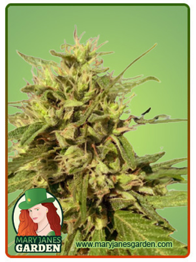 Auto CBD Fruit