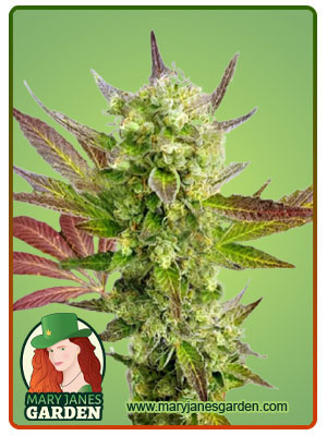 Auto CBD Girl Scout Cookies