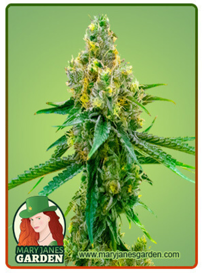 Auto CBD Harlequin