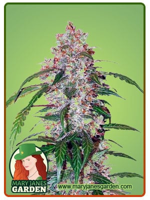 Auto CBD White Widow