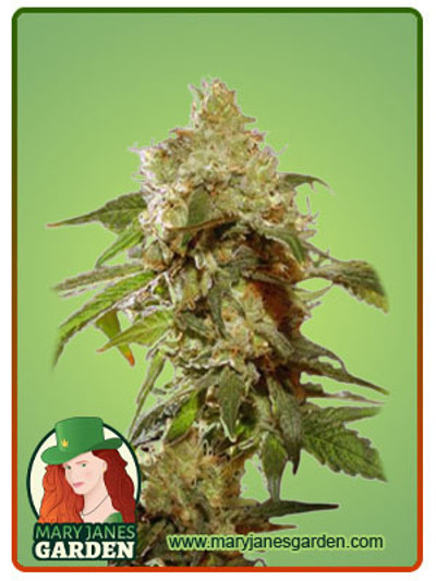 Auto CBDV Indica