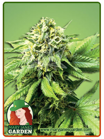 Auto Critical CBD